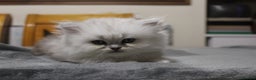 Persian cats for sale: Two Exquisite Persian Chinchilla Doll Face Kittens - Advert 10