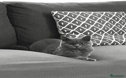 British Shorthair cats for sale: Pure Grey British Shorthair Female 🩶 - Image 3
