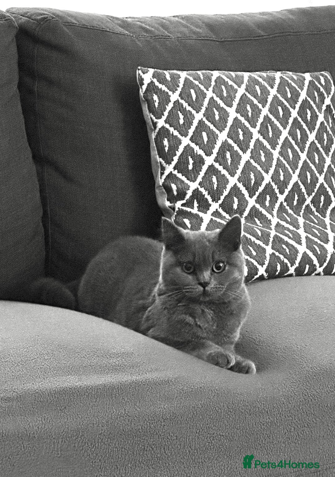 British Shorthair cats for sale: Pure Grey British Shorthair Female 🩶 - Image 3