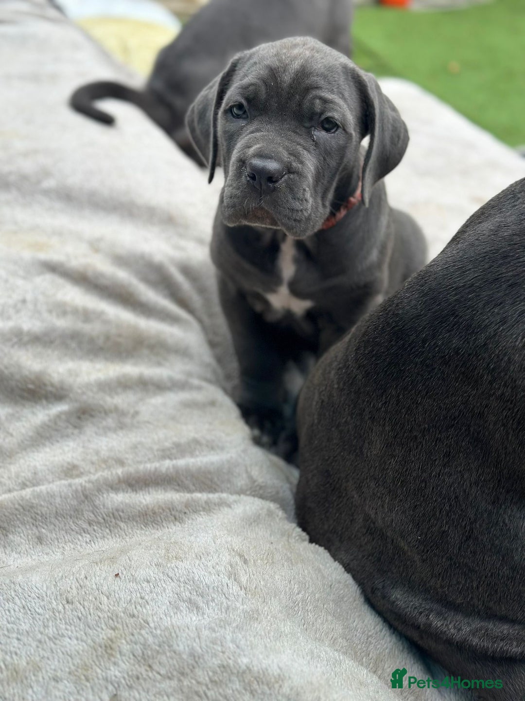 Cane Corso dogs for sale:  Pure breed Cane Corso  Puppies Looking for Homes  - Image 29
