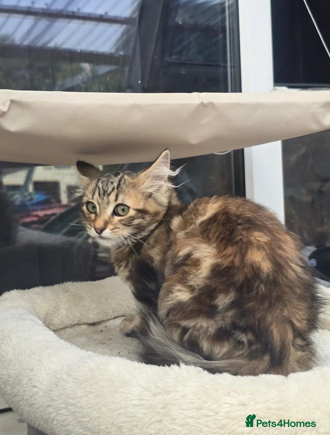 Maine Coon cats for sale: Ginger /silver / white  female  - Advert 22