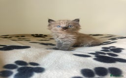 Ragdoll cats for sale: Mink ragdoll kittens - Image 3