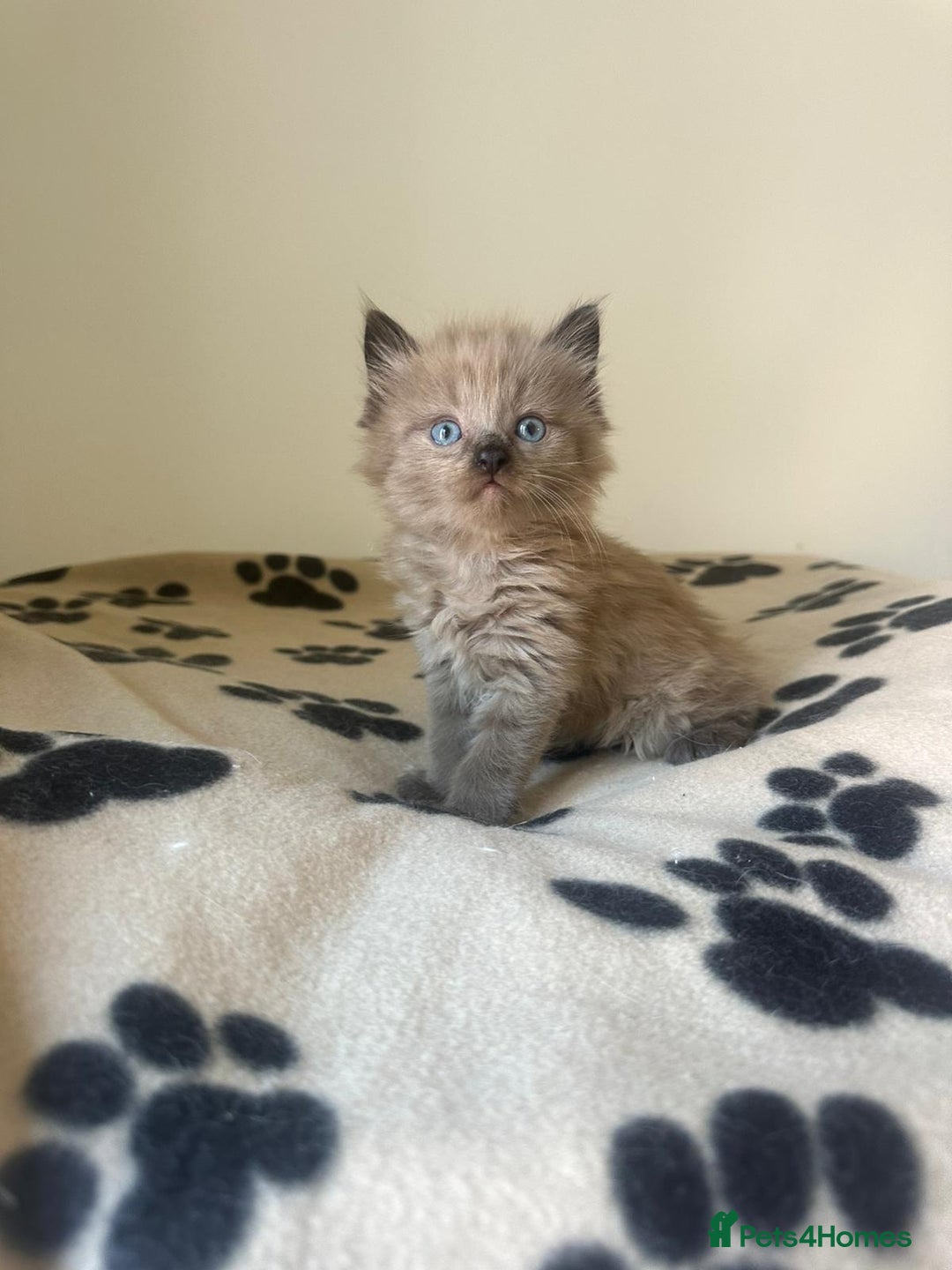 Ragdoll cats for sale: Mink ragdoll kittens - Image 3