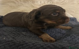Cocker Spaniel dogs for sale: KC Reg Docked Working Cocker Spaniel puppies - Image 13
