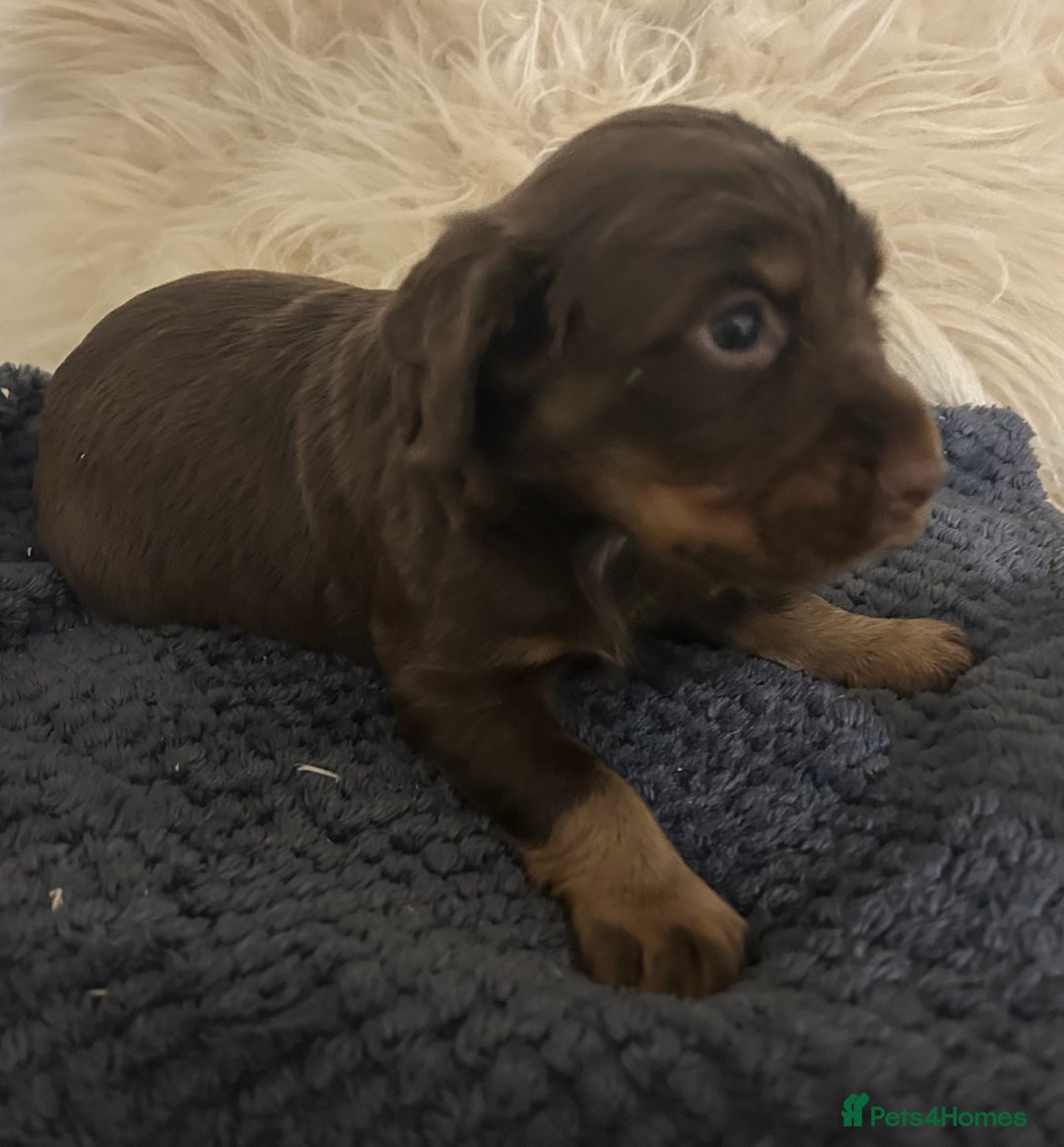 Cocker Spaniel dogs for sale: KC Reg Docked Working Cocker Spaniel puppies - Image 13