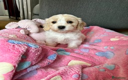 Cavachon dogs for sale: READY NOW - DNA/Health Tested Cavachon Puppies - Image 11