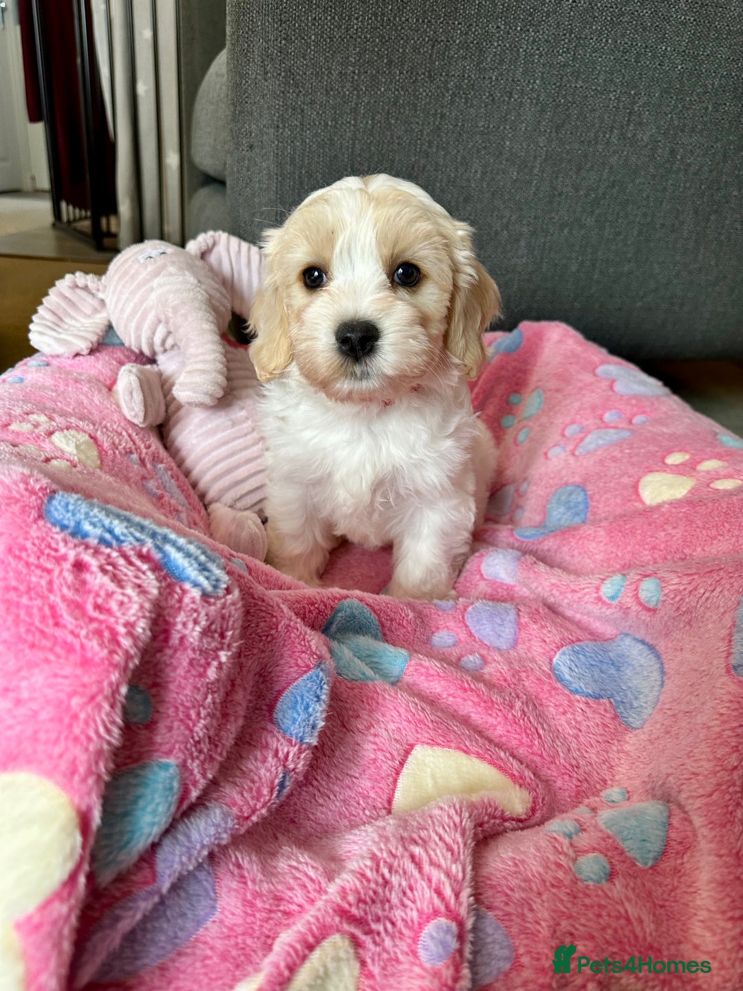 Cavachon dogs for sale: READY NOW - DNA/Health Tested Cavachon Puppies - Image 11