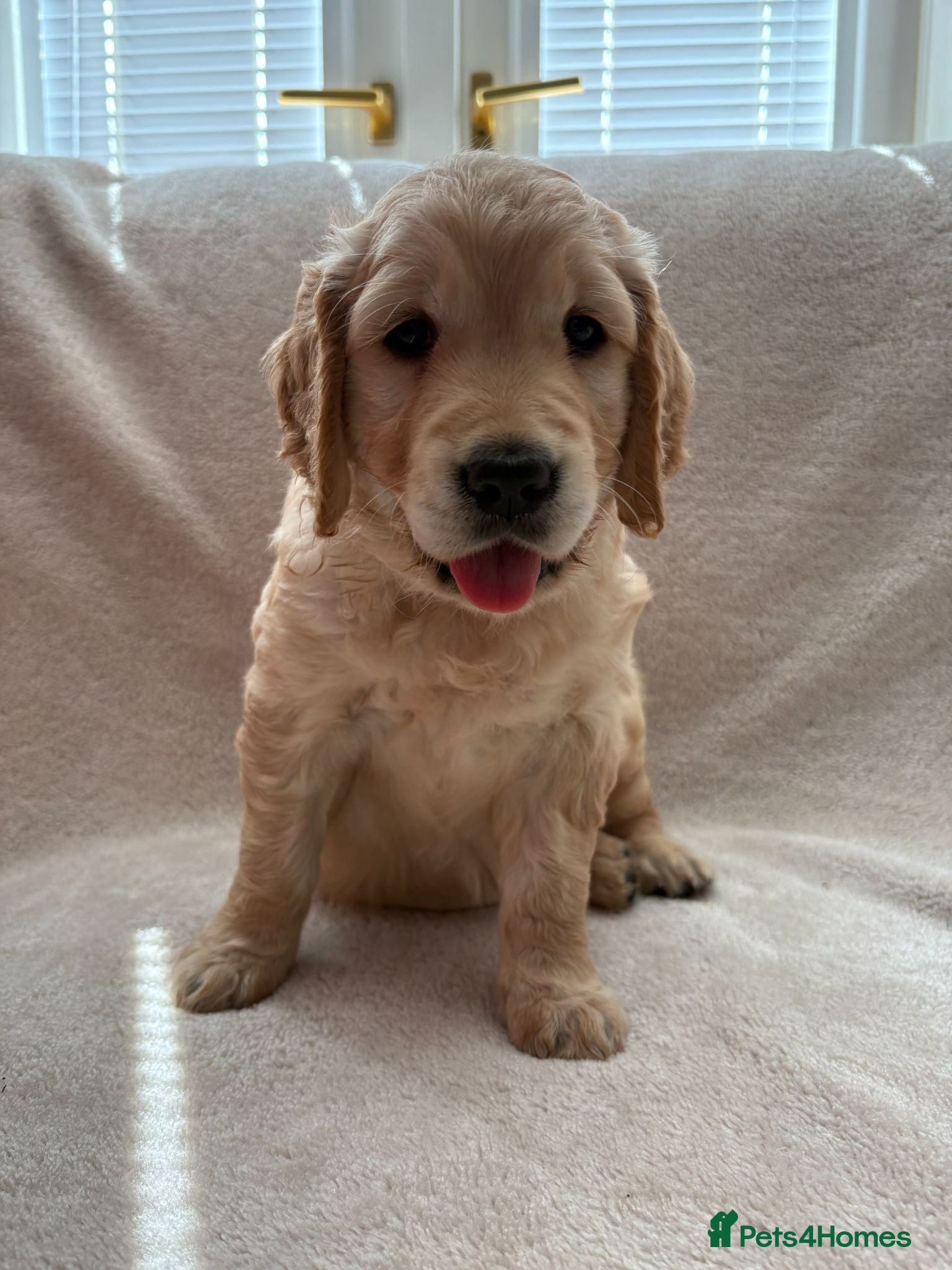 Golden Retriever dogs KC registered Golden Retriever Puppies - Advert 1