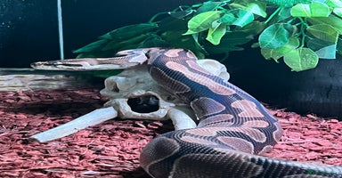 Python Snake reptiles - Advert 3