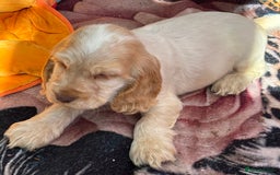 Cocker Spaniel dogs for sale: Outstanding show cocker pups - Image 34