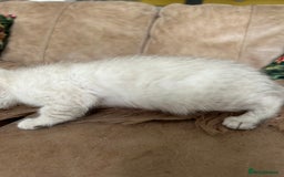 Bengal cats for sale: ❤️ PURE BENGAL KITTENS ❤️ - Image 10