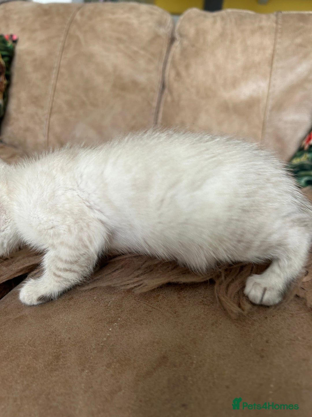 Bengal cats for sale: ❤️ PURE BENGAL KITTENS ❤️ - Image 10