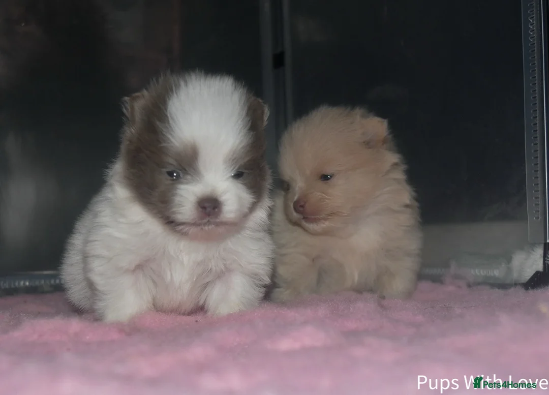 Pomeranian dogs for sale: Beautiful  **  Russian Girls  - Advert 6