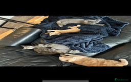 Mixed Breed cats for sale: Persian x Russian blue & British shorthair - Image 11