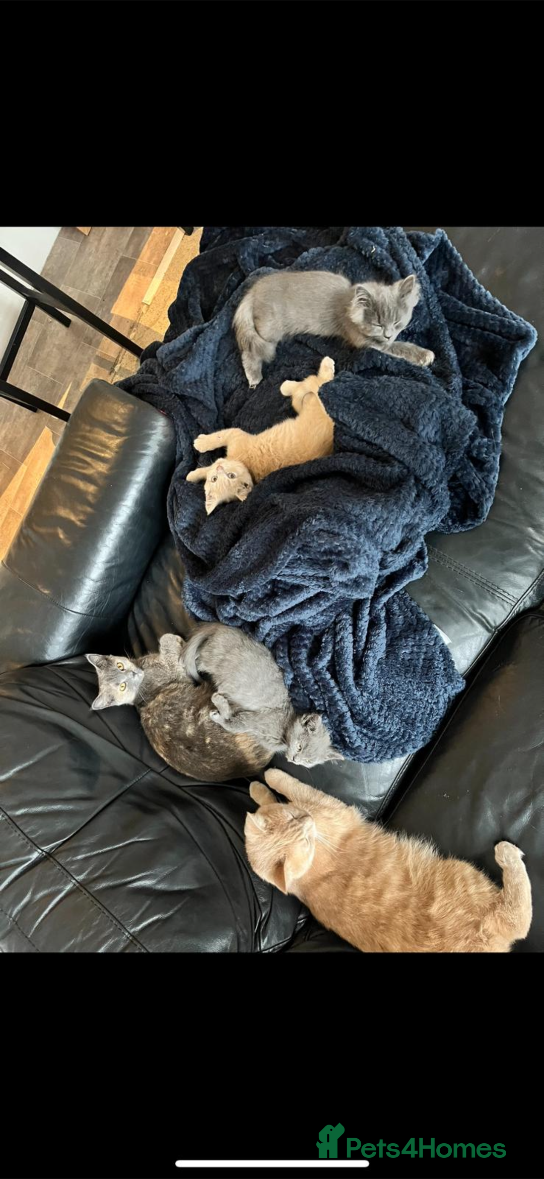 Mixed Breed cats for sale: Persian x Russian blue & British shorthair - Image 11