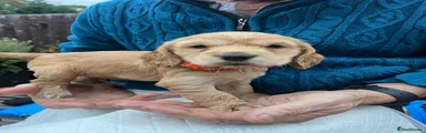 Cocker Spaniel 1