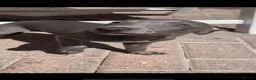 Whippet dogs for sale: Blue Kennel Club Registered Whippet pups - Advert 1