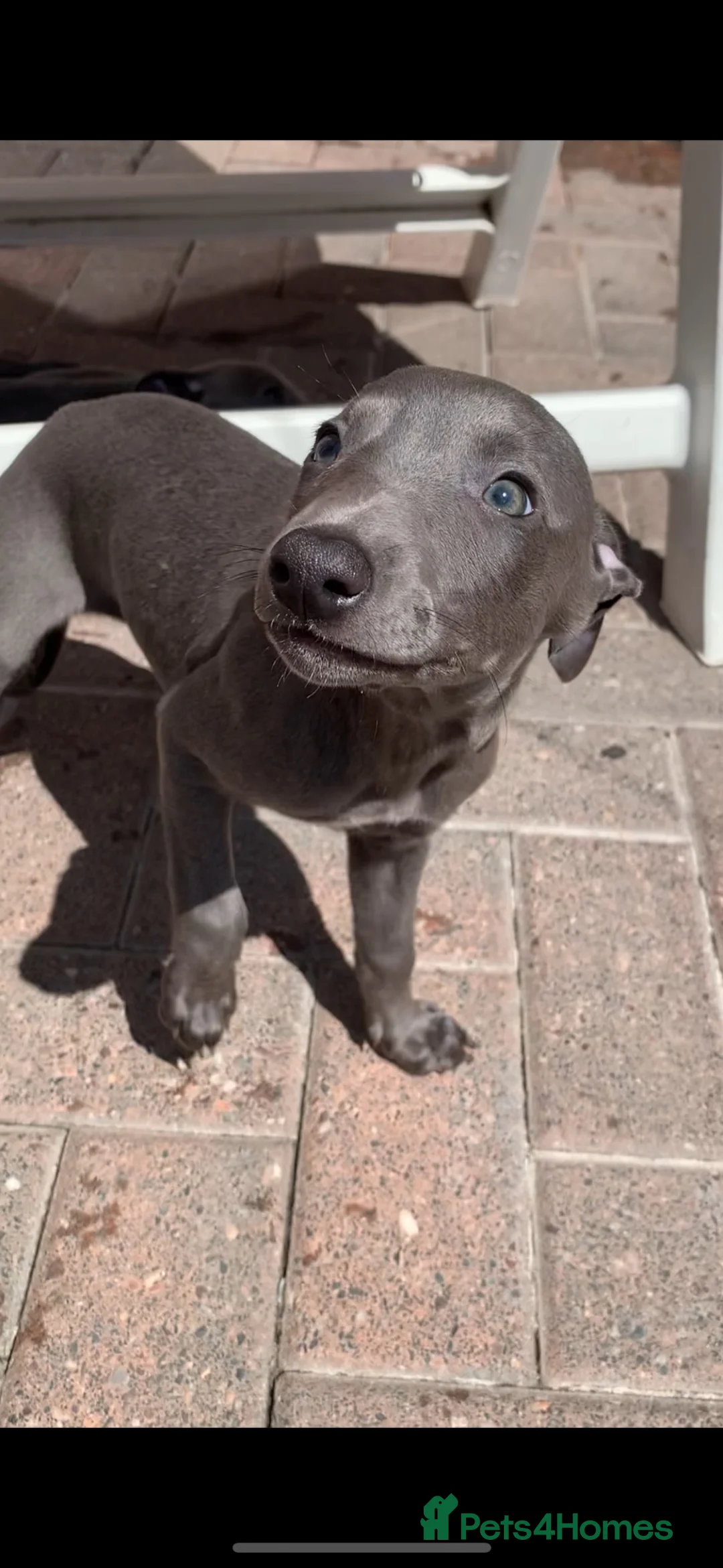 Whippet dogs for sale: Blue Kennel Club Registered Whippet pups - Advert 1
