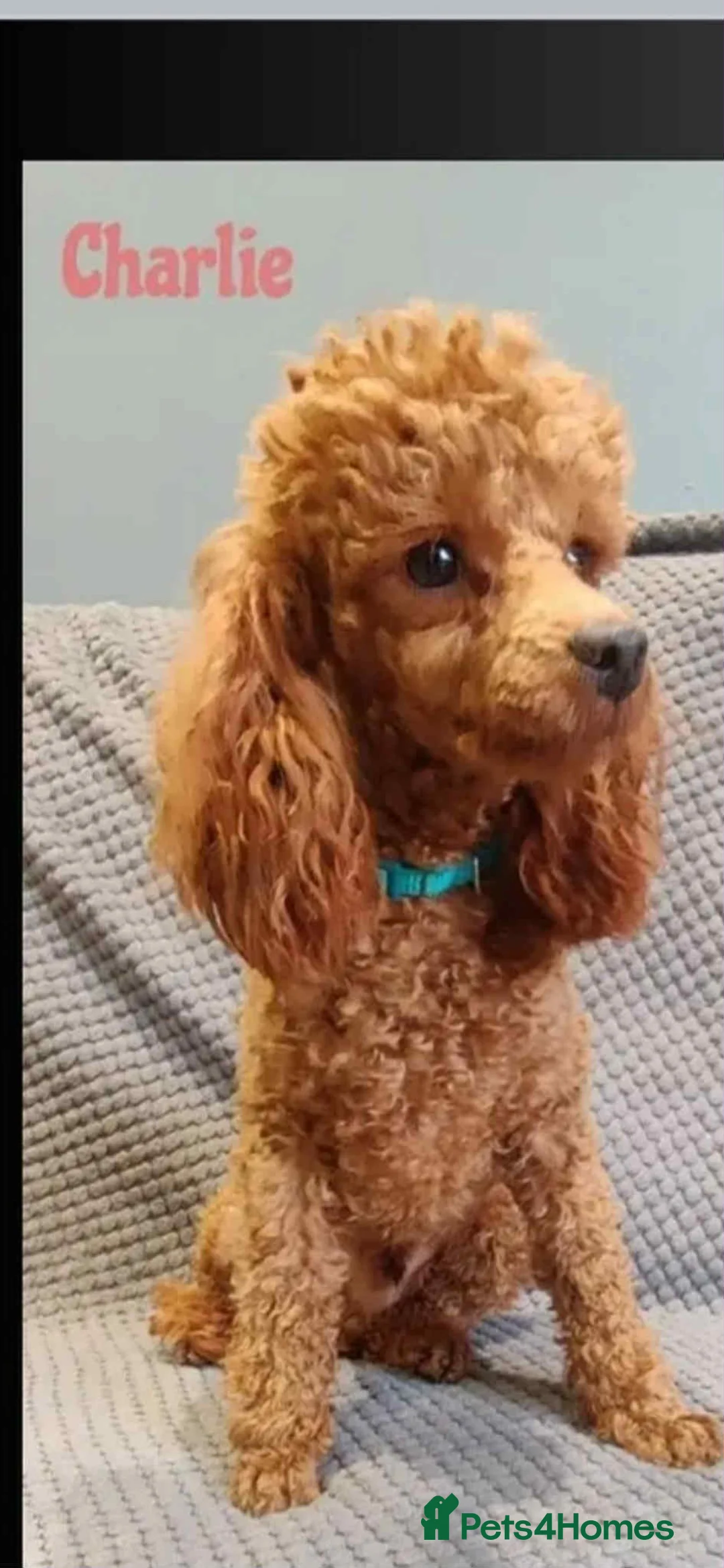 Lhasapoo dogs for sale: Lhasapoo puppies - Advert 3