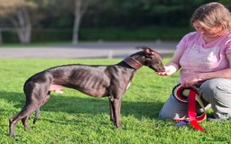 Whippet dogs for stud: Eidynrock Sangoma with Silkspun ,Sportingbred.X in Glasgow - Image 3