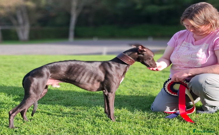 Whippet dogs in Glasgow - Advert 1