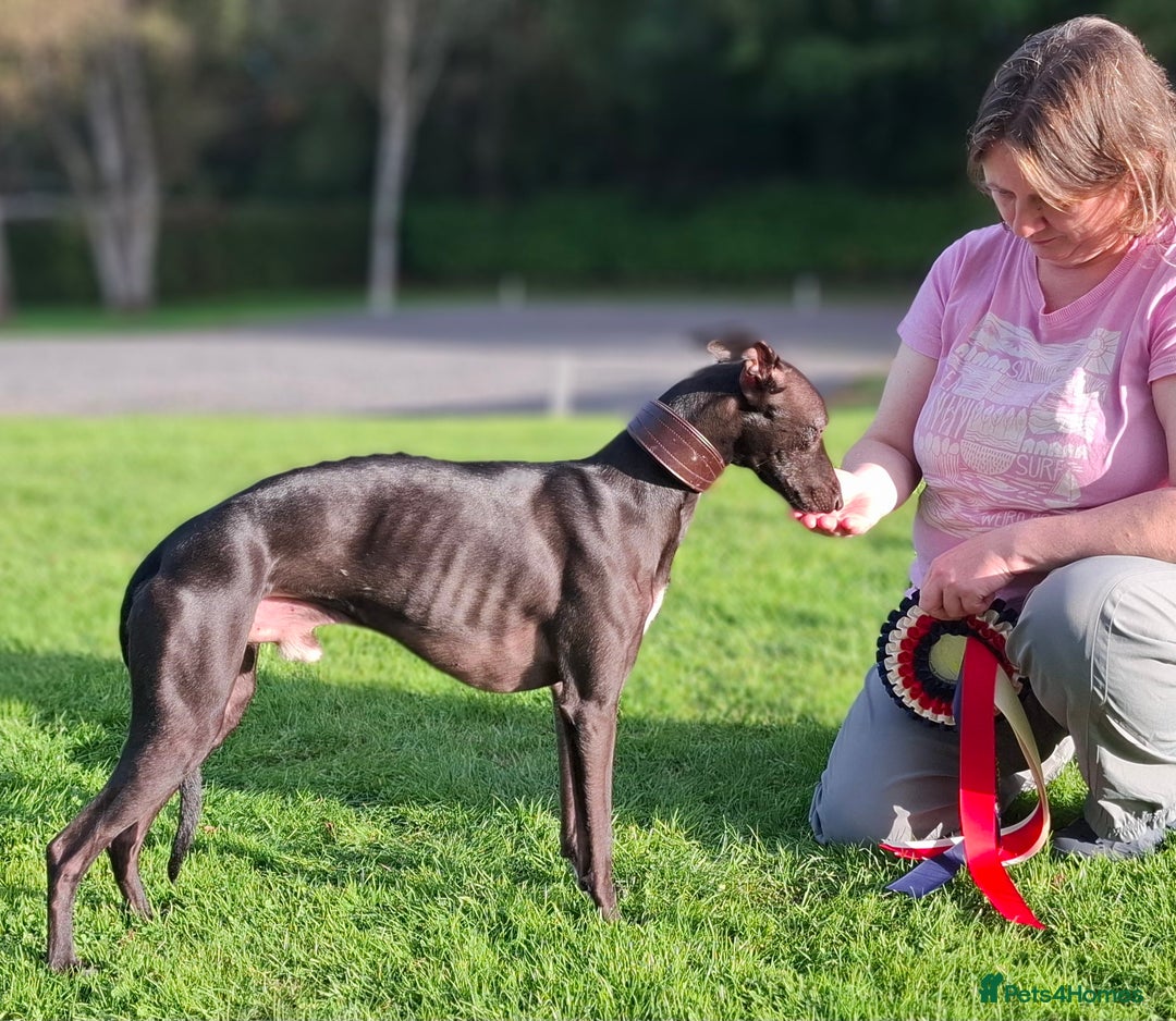 Whippet dogs for stud: Eidynrock Sangoma with Silkspun ,Sportingbred.X in Glasgow - Image 3