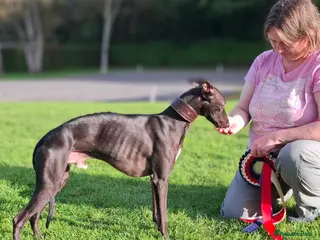 Whippet dogs Eidynrock Sangoma with Silkspun ,Sportingbred.X - Advert 2