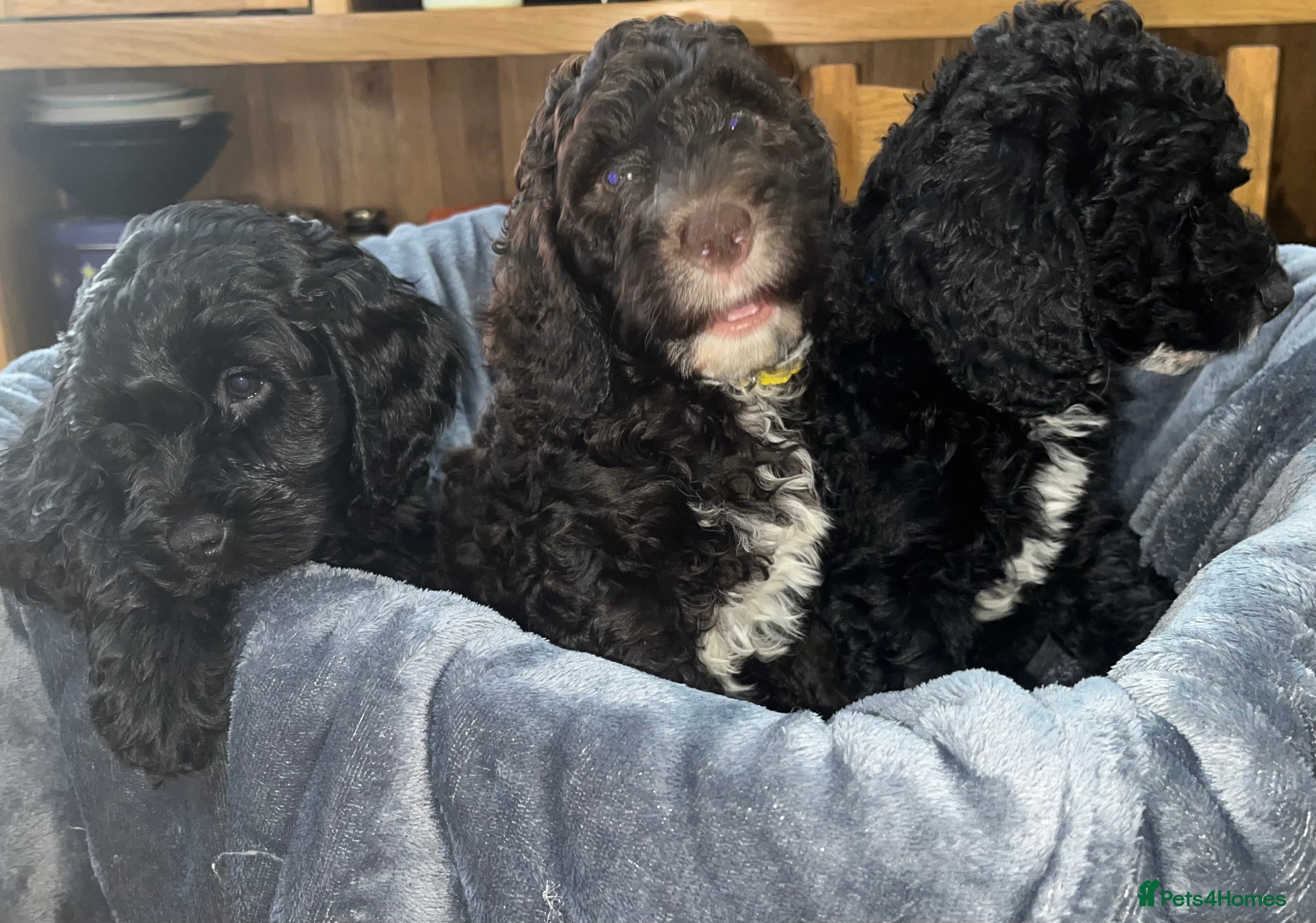 Cockapoo dogs Beautiful cockapoo puppies! - Advert 6