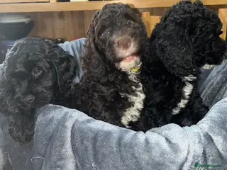 Cockapoo dogs Beautiful cockapoo puppies! - Advert 6