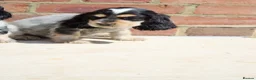 Cocker Spaniel dogs for sale: Quality Show type cocker spaniel puppies  - Advert 8