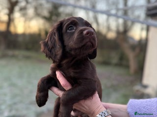 Cocker Spaniel dogs Male Chocolate Cocker Spaniel (Ready to go now) - Advert 17