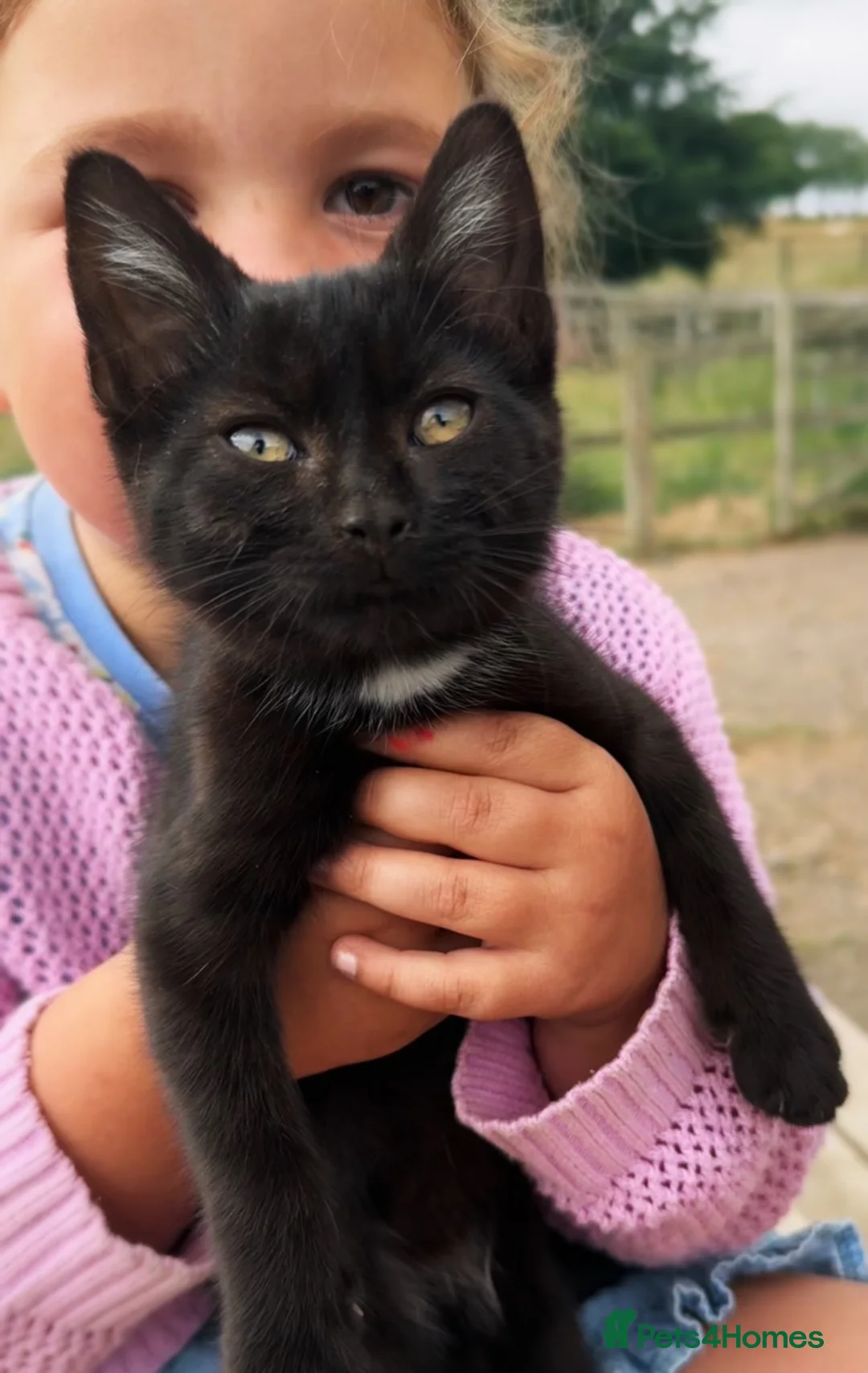 Mixed Breed cats for sale: Two Beautiful Female Kittens  - Advert 2