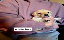 Labrador Retriever dogs for sale: Mr Neil Houston - Image 4