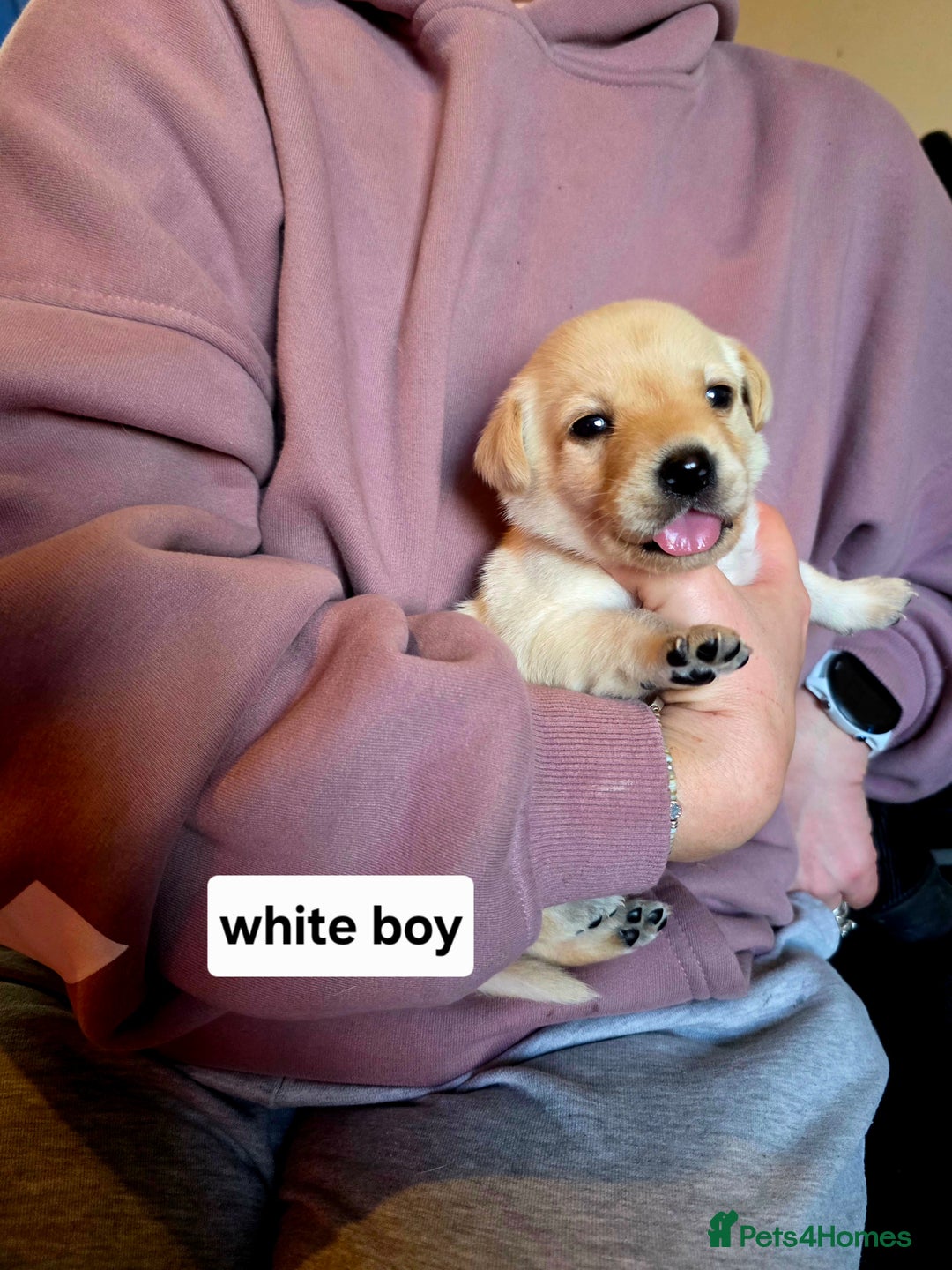 Labrador Retriever dogs for sale: Mr Neil Houston - Image 4