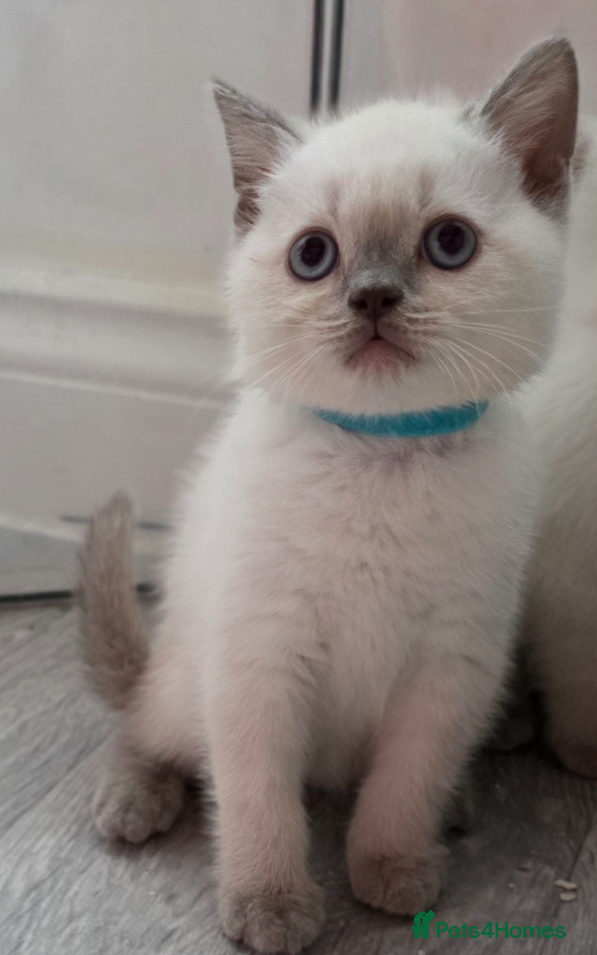 British Shorthair cats Only One Stunning Blue Eyed BSH Male Available  - Advert 2