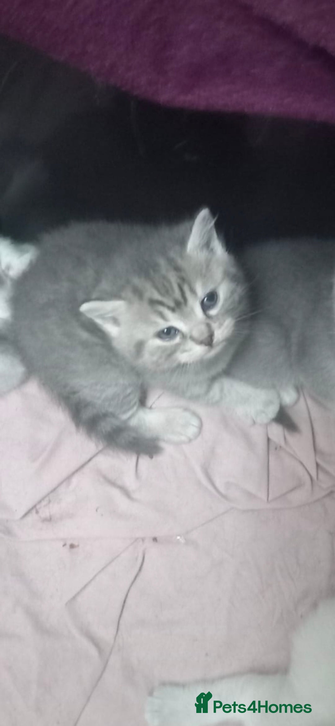 British Shorthair Kitten 4