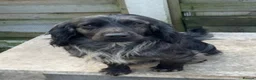 Cocker Spaniel dogs for sale: Litter of 5 - Advert 17