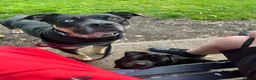 Mixed Breed dogs for sale: shadow for rehoming - Advert 4