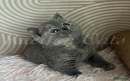 British Shorthair cats for sale: Adorable British Shorthair kittens GCCF registered - Image 2