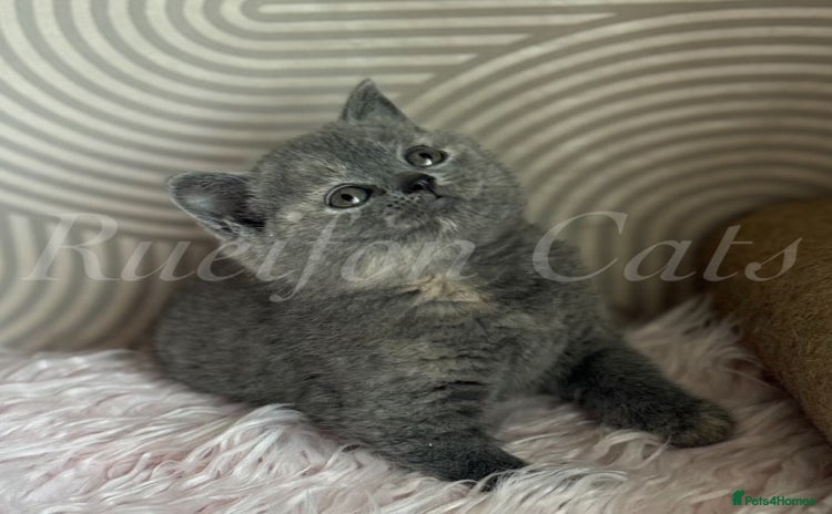 British Shorthair cats - Advert 1