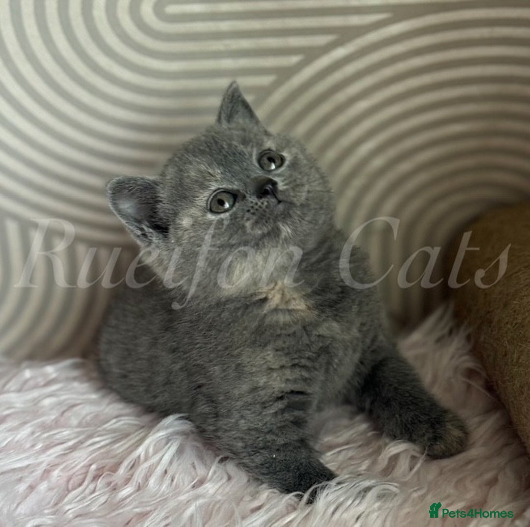 British Shorthair cats for sale: Adorable British Shorthair kittens GCCF registered - Image 2