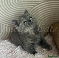 British Shorthair cats - Advert 10