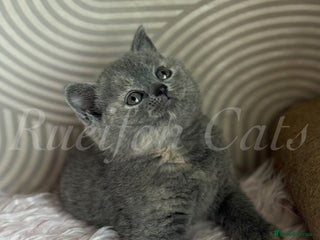 British Shorthair cats - Advert 4