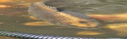 Koi Carp fish for sale: Mix of koi carp/sturgeon and tench for sale in Leeds - Advert 2