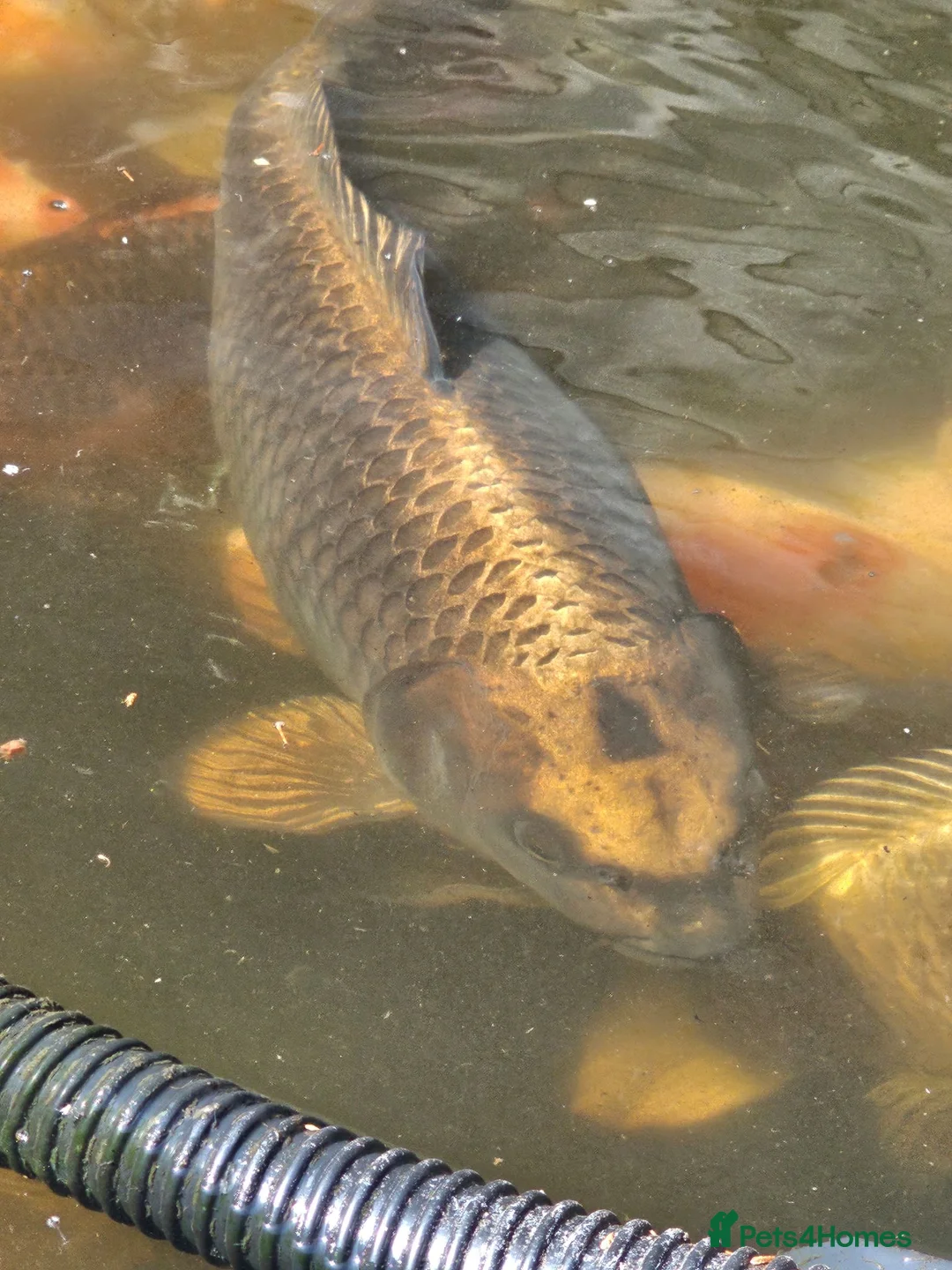 Koi Carp fish for sale: Mix of koi carp/sturgeon and tench for sale in Leeds - Advert 2