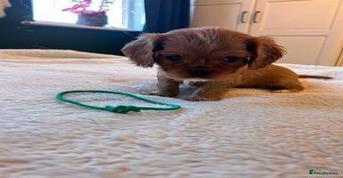 Cavalier King Charles Spaniel dogs 🫶🏻 Cavalier King Charles 🐶 - Advert 2