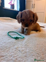 Cavalier King Charles Spaniel dogs 🫶🏻 Cavalier King Charles 🐶 - Advert 2