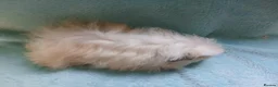 Guinea Pig rodents for sale: Funky baby boy guinea pig ready now  - Advert 9