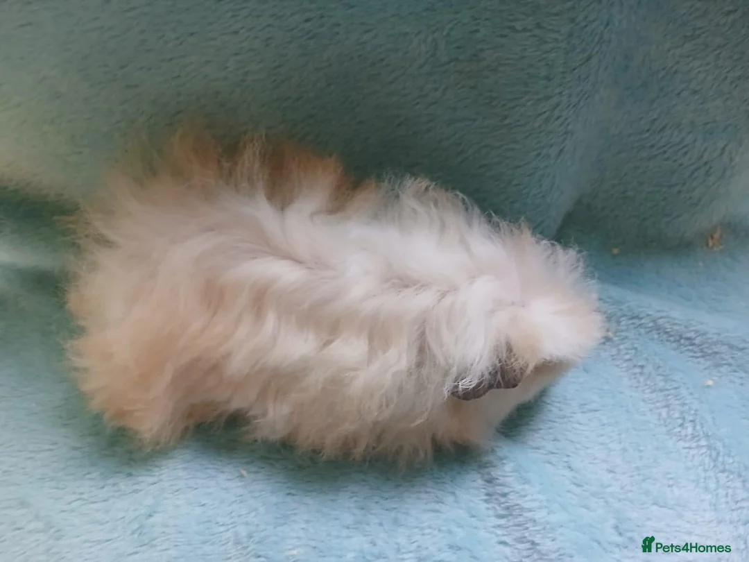 Guinea Pig rodents for sale: Funky baby boy guinea pig ready now  - Advert 9