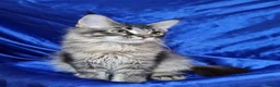 Maine Coon cats for sale: GCCF registered pedigree Maine Coon Kittens  - Advert 39